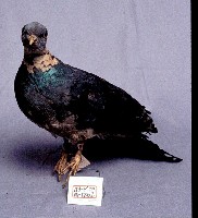 灰林鴿藏品圖，第3張